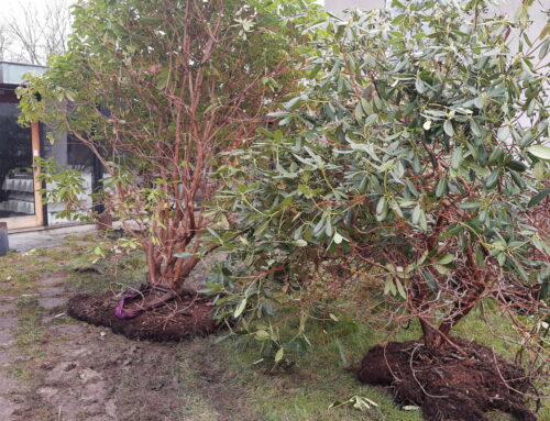 Flotte rhododendron fik ny bolig